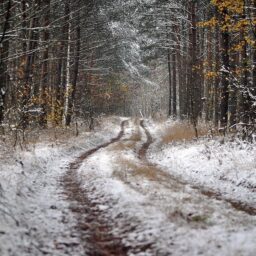 snowy road in woods iwth tire tracks