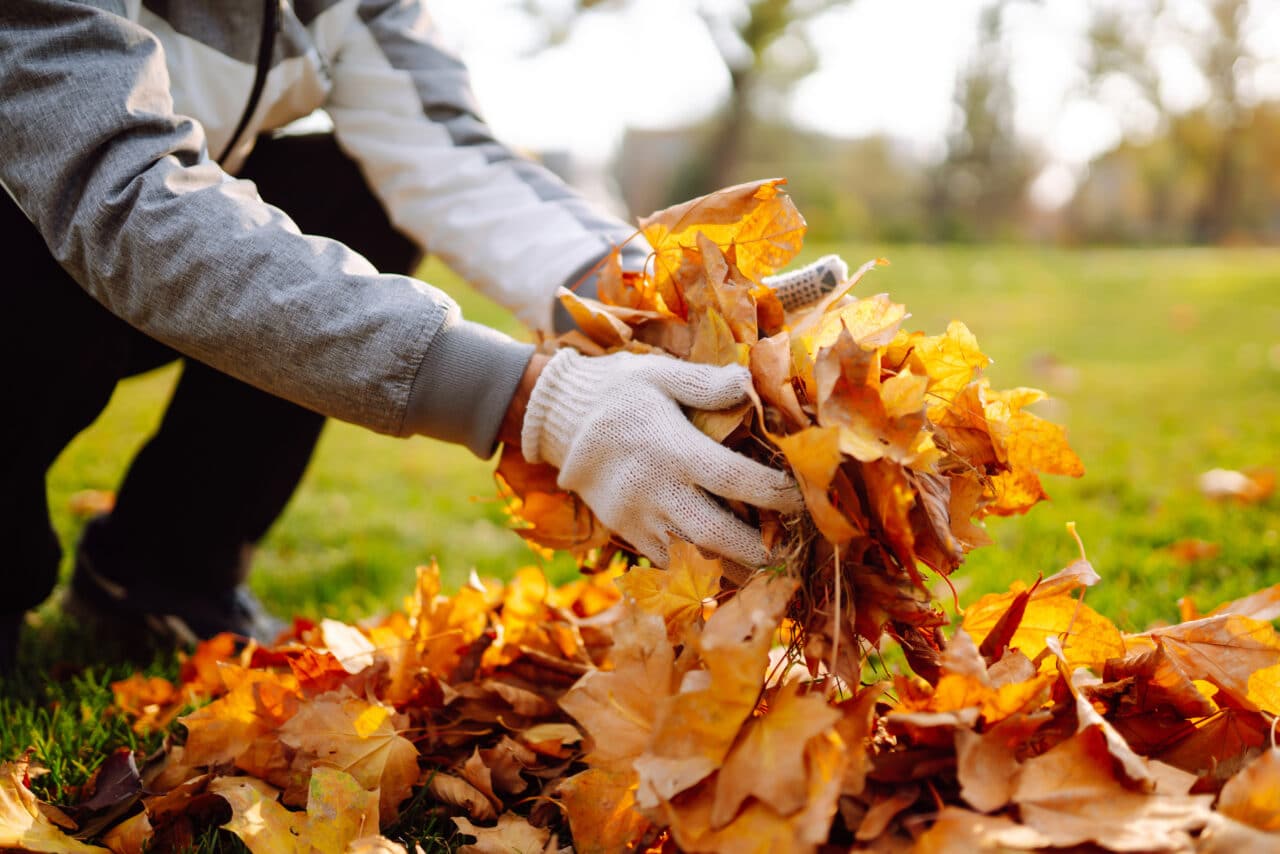 A person wearing a gray jacket and gloves cleaning up fall leaves; picking up orange leaves with gloved hands.