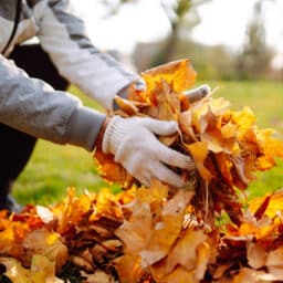A person wearing a gray jacket and gloves cleaning up fall leaves; picking up orange leaves with gloved hands.